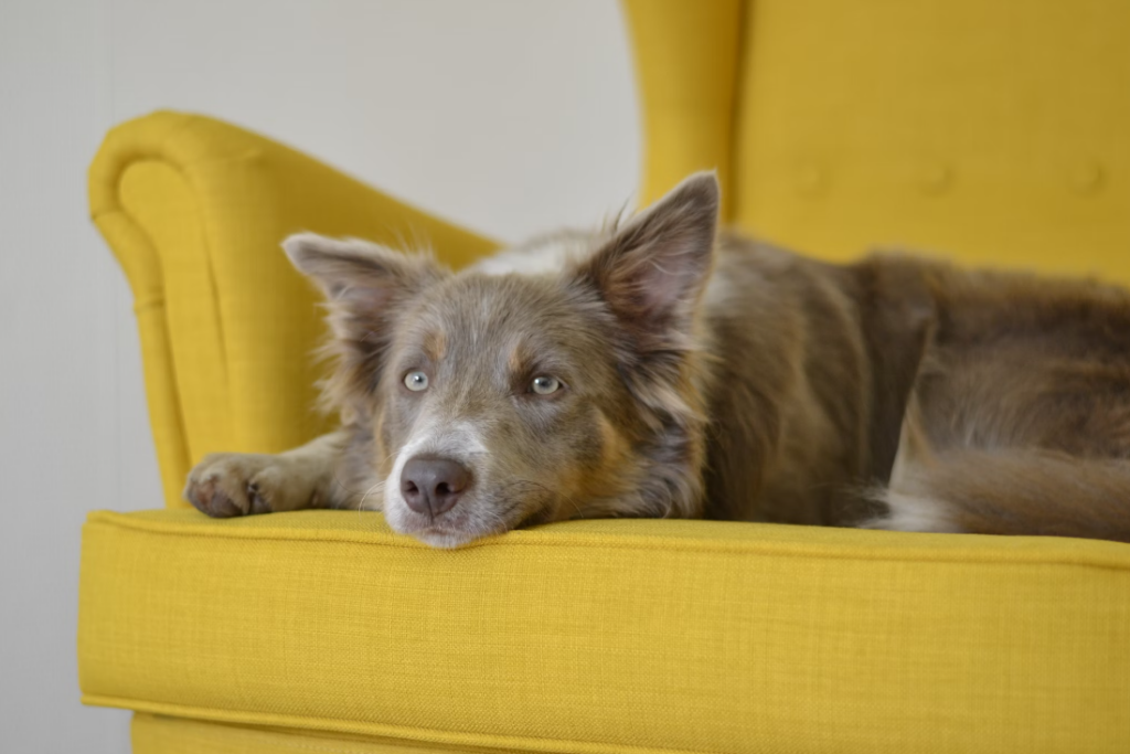 Why Do Dogs Chew on Sofas