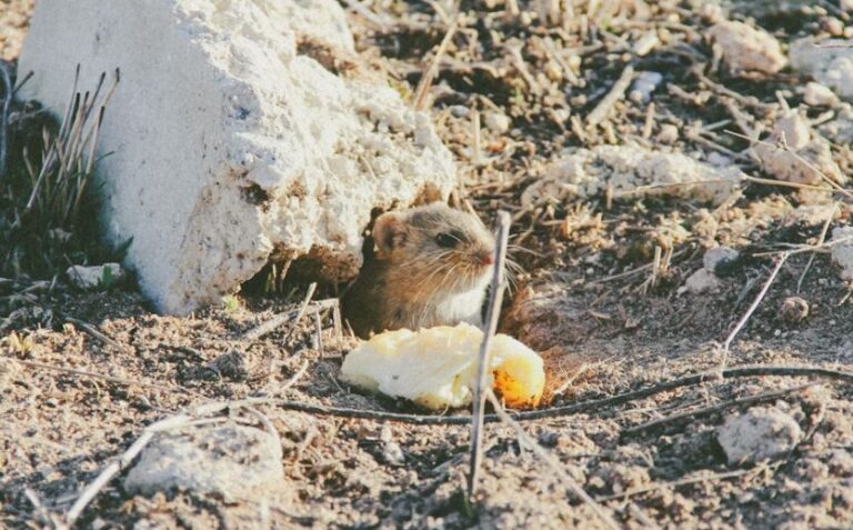 Mouse Nest In Grill? (Here’s What To Do)